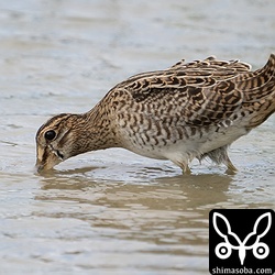 チュウジシギ幼鳥。チュウジシギだらけ。
