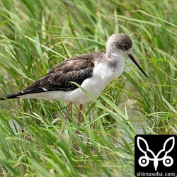 セイタカシギ第1回冬羽へ。