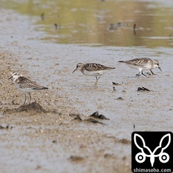 ヨーロッパトウネン2羽(左)とトウネン。