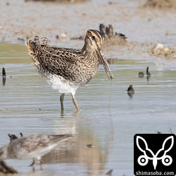 ハリオシギ幼鳥。
