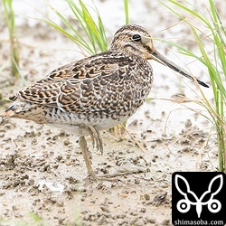 分かりやすいハリオシギ幼鳥。