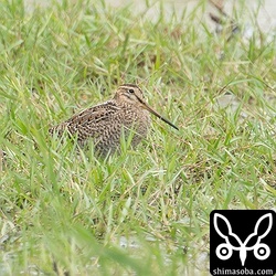 かなり色味の明るいチュウジシギ。ハリオシギと間違えられるパターンです。