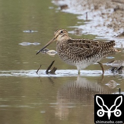 ハリオシギ幼鳥。