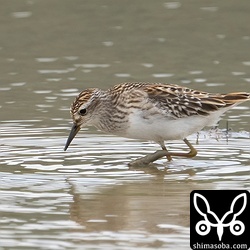 ヒバリシギ幼鳥。