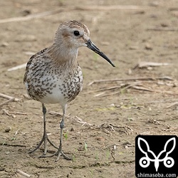 ハマシギ幼鳥も数日前から滞在。