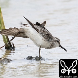 伸びをするキリアイ。第2回冬羽?