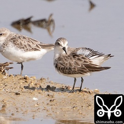 トウネン冬羽。