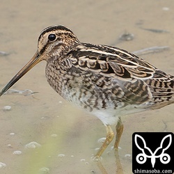 チュウジシギ幼鳥。