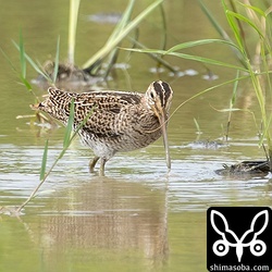 チュウジシギ幼鳥。