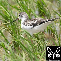 セイタカシギ幼羽。