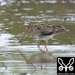チュウジシギ。