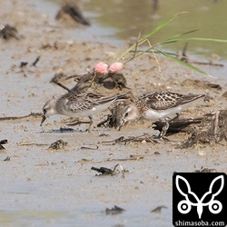 ヨーロッパトウネン成鳥(右)とトウネン成鳥。