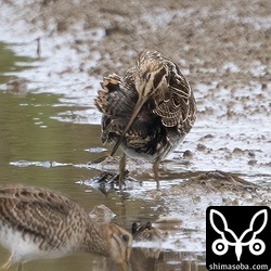 上と同個体。これぐらいの尾羽の展開では「針」は見えませんのでご注意ください。