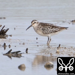 キリアイ幼鳥。2羽いましたが、写真は片方だけ。