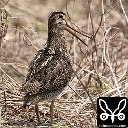 チュウジシギ幼鳥。暑そうです。