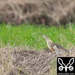 トンボを狙うジャワアカガシラサギ。