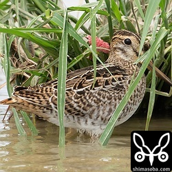 ハリオシギ幼鳥。
