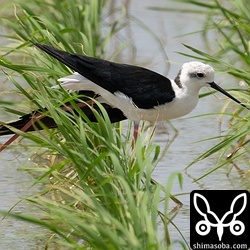 セイタカシギのオス成鳥。