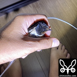 このツバメは、台風直撃寸前にわが家のウッドデッキ に設置してあるシャッターの上に避難していました。嫌な予感がしたので、夜中にデッキを見てみると案の定落下していました。捕獲して羽を乾かし、翌朝、自然に返しました。