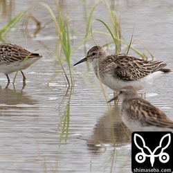 ヒバリシギの群れ。