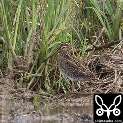 こちらもハリオシギ幼鳥。だんだんハリオシギが少なくなって見つけるのが難しくなってきました。