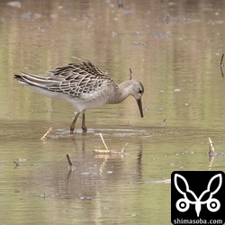今季のエリマキシギは島の東側に集中しました。