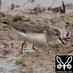 オジロトウネン幼鳥。