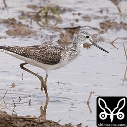 アオアシシギ幼羽から第1回冬羽へ。