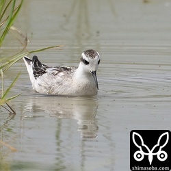 アカエリヒレアシシギは、水面に浮かぶ小さな虫を食っていました。