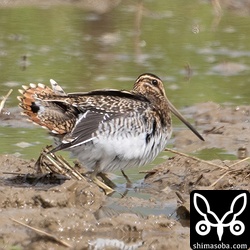 タシギ幼鳥の尾羽。