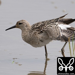幼鳥ばかりの飛来でした。