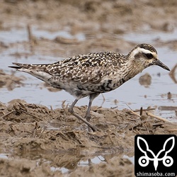 ムナグロ夏羽から冬羽へ。幼鳥はいまだ現れず。