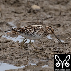 タシギは少しずつ増えていますが、今のところ、エリアによってかなりばらつきがあります。