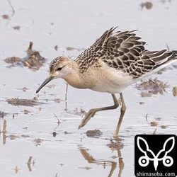 エリマキシギは複数個所で7羽ほど飛来。