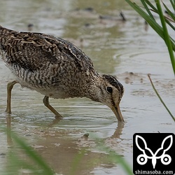 台風後のハリオシギ。