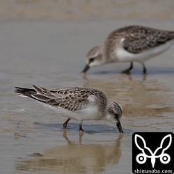 トウネンも小さな群れで滞在。