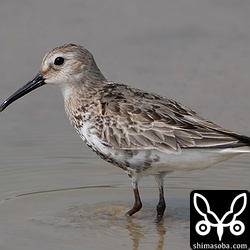ハマシギ成鳥。冬羽へ移行中。
