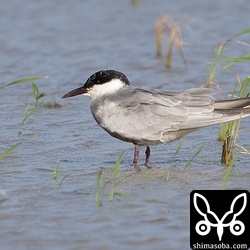 クロハラアジサシ成長。ほぼ夏羽。