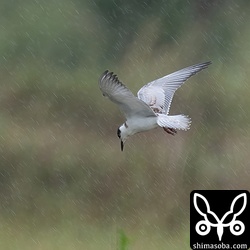 雨の中、飛び回っていました。