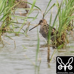 オオハシシギと同じ田んぼにチュウジシギも複数羽滞在。