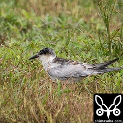 クロハラアジサシ幼鳥。