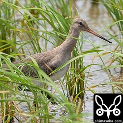オオハシシギと同じ田んぼにオグロシギも飛来。