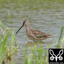 上と同個体。オオハシシギはいい鳥ですね。
