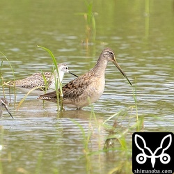オオハシシギ幼羽から第1回冬羽へ。