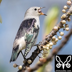 オオバアコウの実を丸呑み。