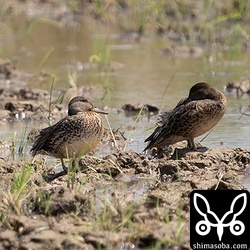 到着したばかりなのか疲れ果てた様子でした。