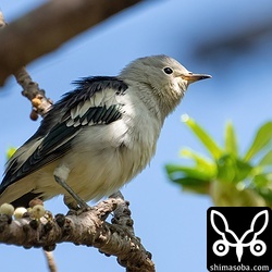 餌を求めて動き回っていましたが、たまに休憩して羽繕いしていました。