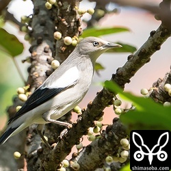 カラムクドリのオス。こちらもオオバアコウの実を食っていた。