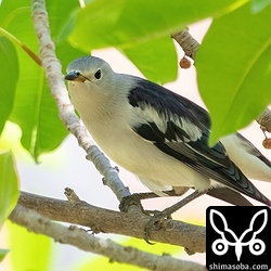 オオバアコウにとまるシベリアムクドリ。