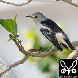 シベリアムクドリは、ガジュマルの実も食っていました。